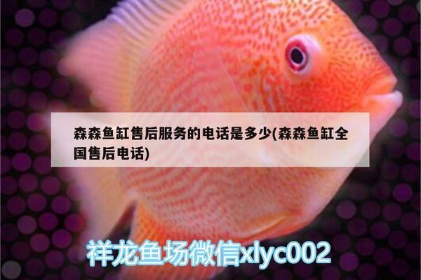 彩蝶魚缸過濾棉擺放位置圖片（彩蝶魚缸過濾棉擺放位置圖片大全）