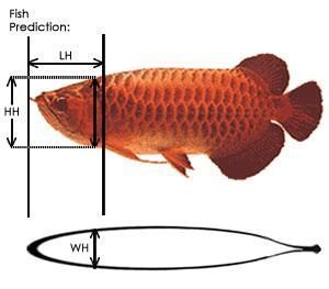 龍王魚（龍王魚在哪里釣） 垂釣樂園