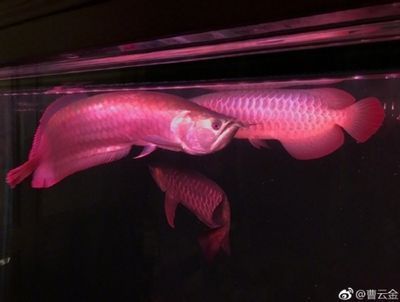 新疆適合養(yǎng)什么觀賞魚類（新疆適合養(yǎng)什么觀賞魚類呢）