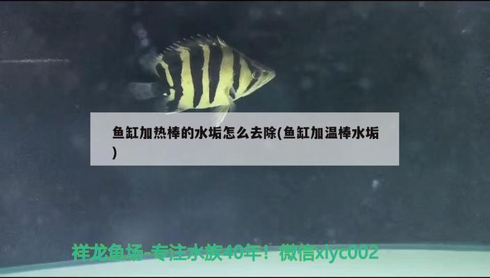 森森底濾魚缸過濾怎么樣（森森底濾魚缸好嗎） 森森魚缸