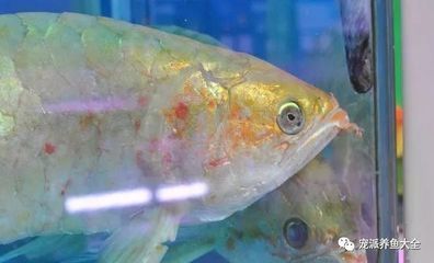 精銳水族館（精銳水人）