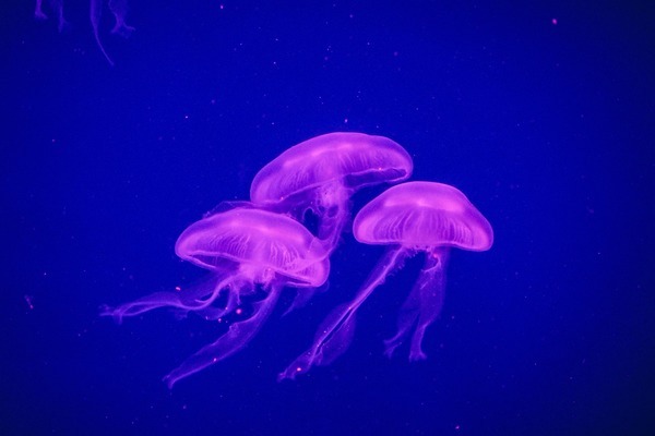 濃鹽水魚缸消毒（濃鹽水魚缸消毒方法） 祥龍水族醫(yī)院