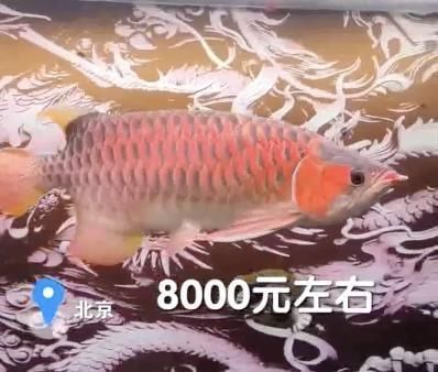 各種觀賞魚(yú)視頻介紹（各種觀賞魚(yú)視頻介紹大全）