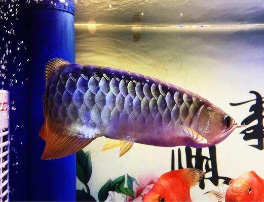 合川區(qū)魚之家水族館（合川區(qū)魚之家水族館電話）