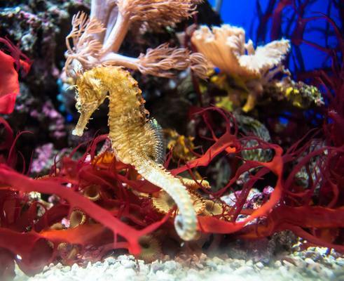 和田市魚花石水族館（和田市魚花石水族館電話）