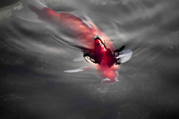 魚(yú)缸風(fēng)水尺寸多少最好呢圖片大全（魚(yú)缸風(fēng)水位圖）