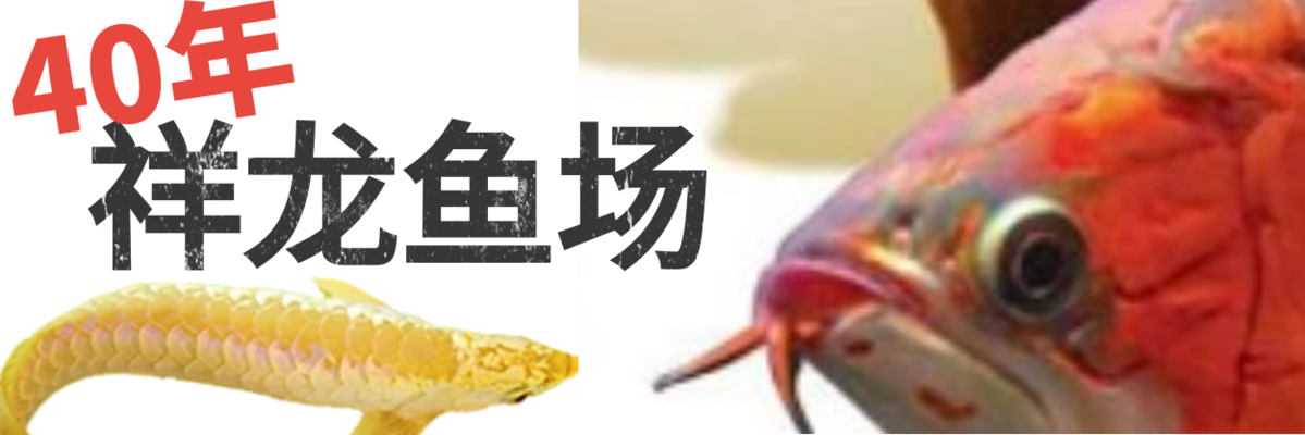 紅龍魚多久開始發(fā)色（紅龍魚多久開始發(fā)色?。? title=