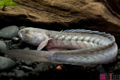 做金魚缸視頻視頻大全（做金魚缸視頻視頻大全教程） 祥龍水族醫(yī)院