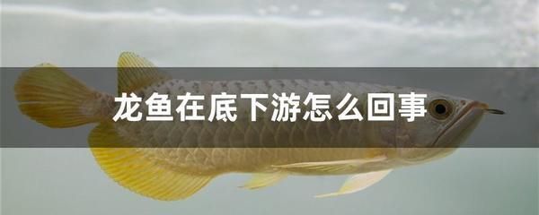 怎么治魚缸黃水蟲病（魚缸黃水怎么解決辦法）