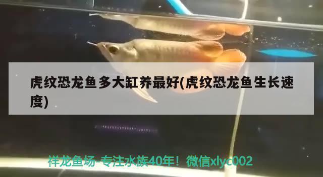 翻車魚：翻車魚圖片 熊貓異形魚L46