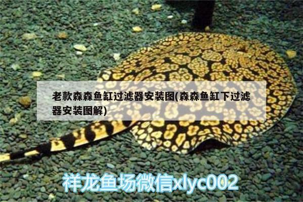 淡水魚的種類：淡水魚的種類名字大全