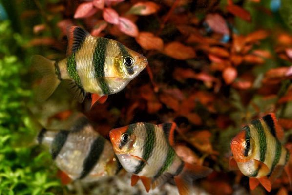 察哈爾右翼前旗五星水族店（前旗水族館） 全國水族館企業(yè)名錄