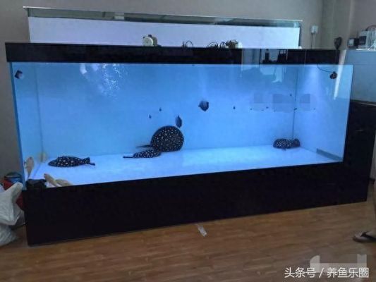 龍魚(yú)能用土霉素嗎（龍魚(yú)吃土霉素能吃死嗎）