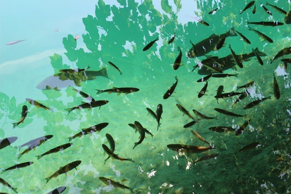 鞍山哪里賣魚(yú)缸便宜又好用（鞍山哪里賣魚(yú)缸便宜又好用的）