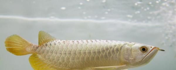 固安縣固安鎮(zhèn)游樂(lè)水族館（固安縣固安鎮(zhèn)游樂(lè)水族館電話） 全國(guó)水族館企業(yè)名錄