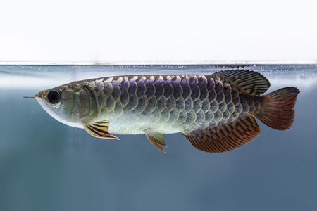 諸城市潘健水族館（諸城市潘健水族館地址）