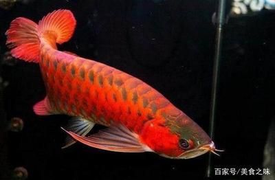 金龍魚品牌有哪些產(chǎn)品名稱：金龍魚品牌排行榜前十名