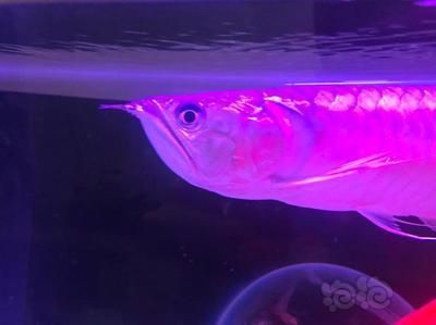 孔雀魚bb已被馴化 泰龐海蓮魚