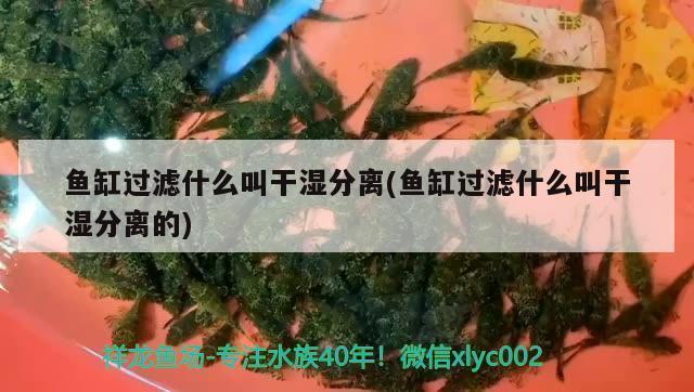 聊城魚缸維修店地址（聊城魚缸維修店地址電話） 其他品牌魚缸