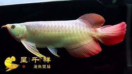 濰坊魚(yú)缸生產(chǎn)廠家有哪些地方招工（濰坊魚(yú)缸生產(chǎn)廠家有哪些地方招工信息） 一眉道人魚(yú)