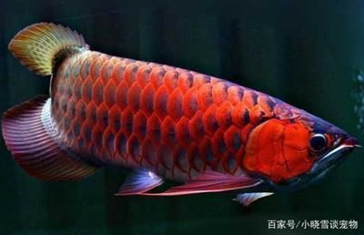 濮陽縣哪里有賣魚缸的地方啊視頻播放 水族問答