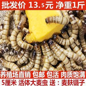 蘭州觀賞魚批發(fā)電話號(hào)碼查詢（蘭州觀賞魚批發(fā)電話號(hào)碼查詢地址）