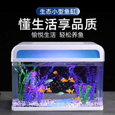 四腳恐龍魚怎么養(yǎng)（四腳恐龍魚長什么樣） 廣州龍魚批發(fā)市場