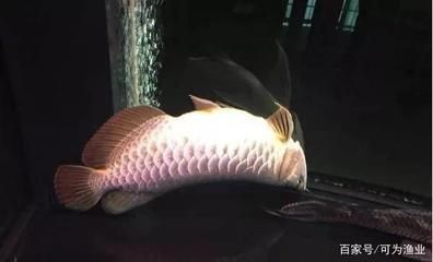 西安魚缸批發(fā)廠家直銷電話號碼 水族問答