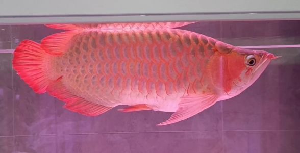 晉城哪里賣(mài)魚(yú)缸（晉城哪里賣(mài)魚(yú)缸的多）