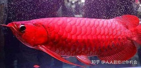 買紅龍魚視頻教程全集（買紅龍魚視頻教程全集免費觀看）