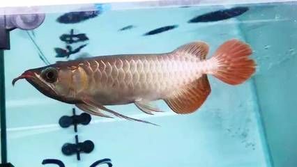 古宜鎮(zhèn)小魚兒水族店（古宜鎮(zhèn)小魚兒水族店電話）