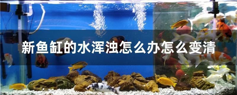 龍魚掉眼最簡(jiǎn)單的恢復(fù)方法圖片（龍魚掉眼最簡(jiǎn)單的恢復(fù)方法圖片大全）