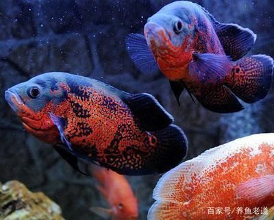 魚缸旁邊放什么擺件 水族問答