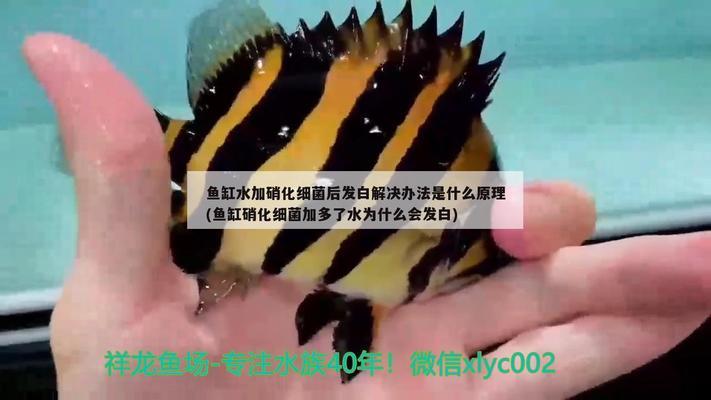 上海洪晟水族景觀工程有限公司（上海洪晟水族景觀工程有限公司怎么樣）