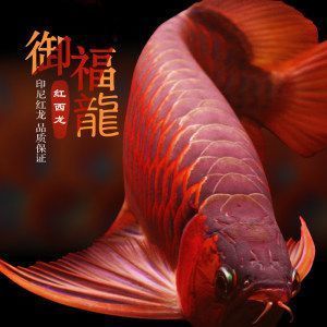 龍魚麻醉運(yùn)輸方法：龍魚在運(yùn)輸過(guò)程中采用藥物麻醉運(yùn)輸過(guò)程中的麻醉運(yùn)輸方法 龍魚百科 第4張