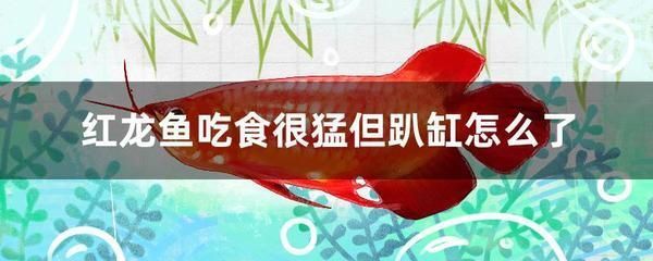 大型生態(tài)魚缸怎么制作過程圖片（大型生態(tài)魚缸制作圖解）