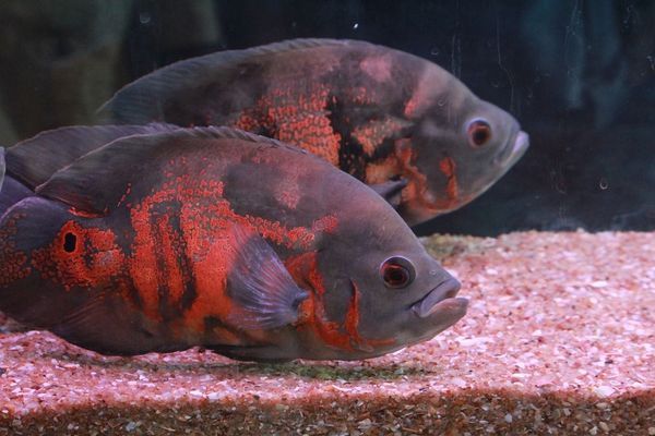 臨沂市蘭山區(qū)彩霞水族館（臨沂市蘭山區(qū)彩霞水族館電話）