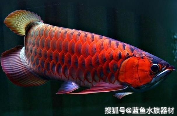 濟南槐蔭綠森水族館（濟南槐蔭綠森水族館電話）