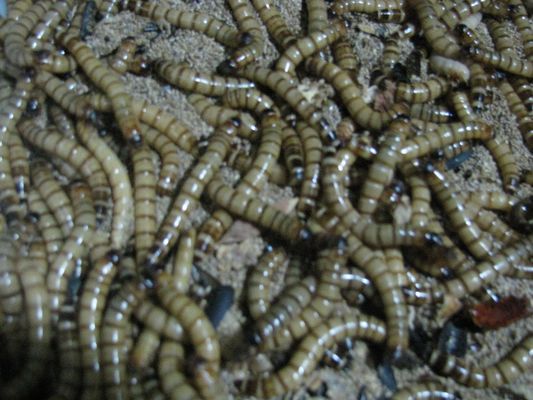 魚貴坊魚缸廠家(貴州魚缸定制)