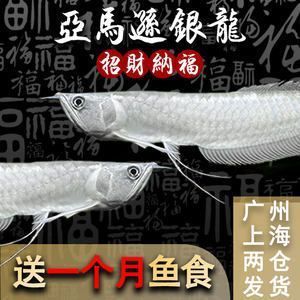 金龍魚生產(chǎn)商是誰 水族問答