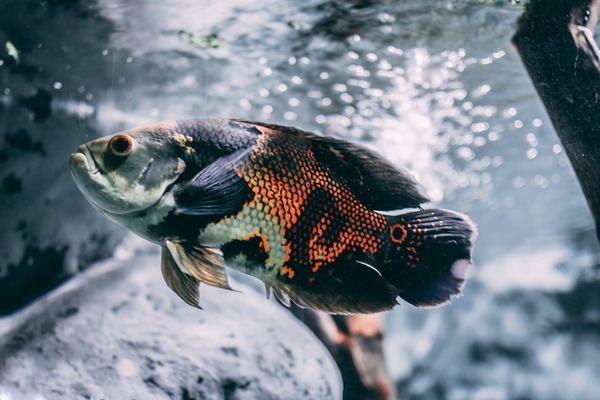 紅龍魚拍賣價格記錄查詢表最新圖片（紅龍魚拍賣價格記錄查詢表最新圖片大全）