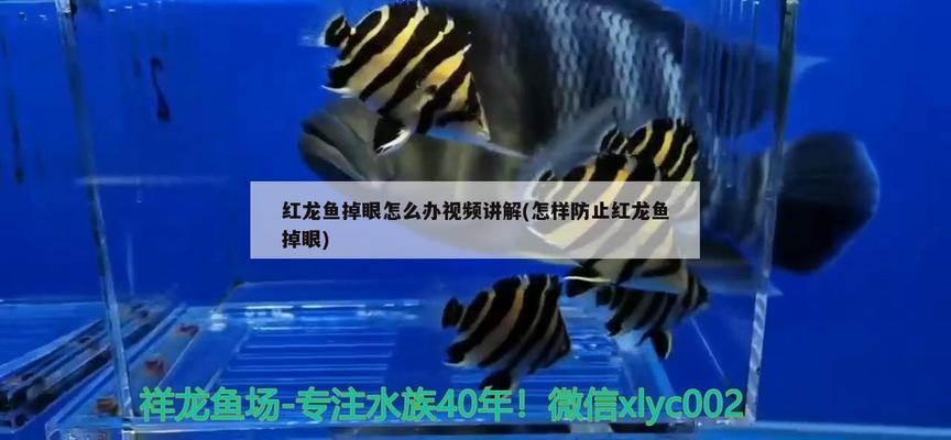 哥布林鯊魚：哥布林鯊魚圖片