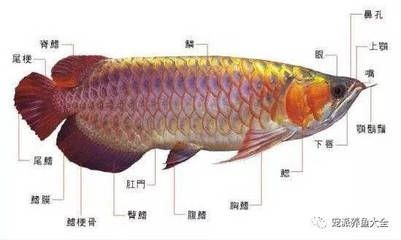 家里放3个鱼缸好么吗（家里放3个鱼缸好么吗风水）