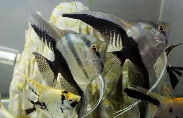 Exploring the Fascinating World of <strong><mark>arowana</mark></strong> in Sasolburg: A Comprehensive Guide to Location, Distribution, Business Hours, and Products