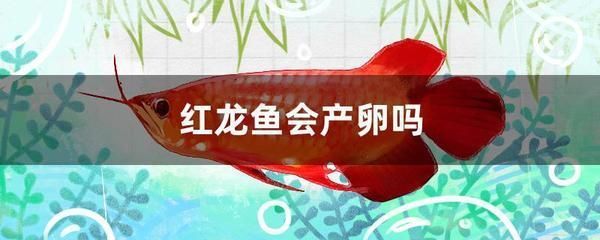 沙河口區(qū)奈斯生態(tài)水族館（沙河口區(qū)奈斯生態(tài)水族館電話） 全國(guó)水族館企業(yè)名錄