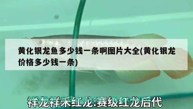 登封市中岳办东城水族馆（登封市中岳办东城水族馆电话）