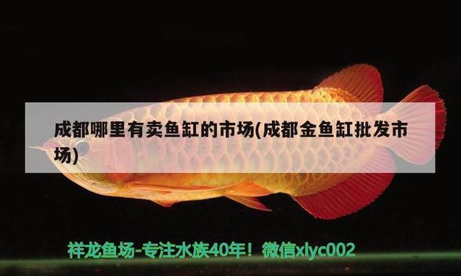 蘇州觀賞魚群有哪些地方(蘇州觀賞魚群有哪些地方可以養(yǎng)) 古典過背金龍魚