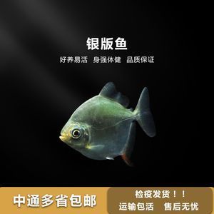 紅龍魚(yú)養(yǎng)殖視頻教程下載安裝（紅龍魚(yú)養(yǎng)殖視頻教程下載安裝大全） 紅龍魚(yú)百科