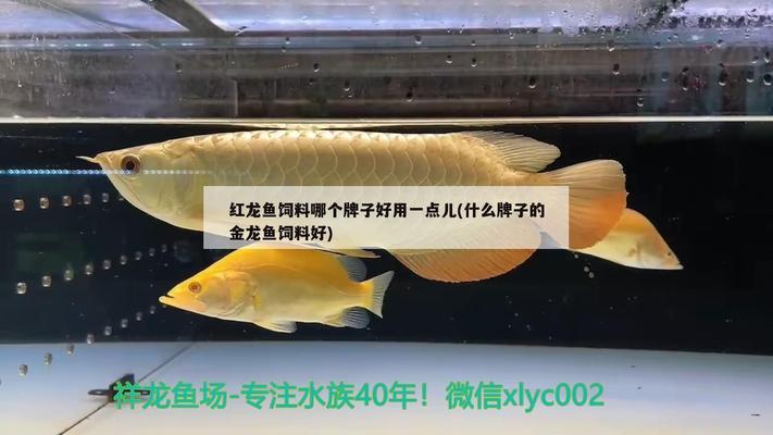 小銀龍魚(yú)吃什么牌子的飼料最好養(yǎng) 水族問(wèn)答