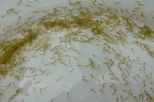 龍魚抗生素藥有哪些：常用的龍魚抗生素藥物及其使用詳情 龍魚百科 第2張